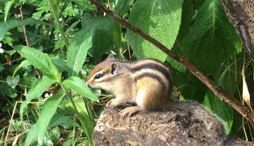 大宮でリスの家encoreしてきたよ！